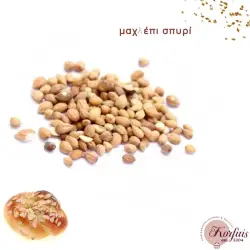 Μαχλέπι σπυρί