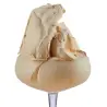 Γεύση παγωτού καραμέλα caramel pasta